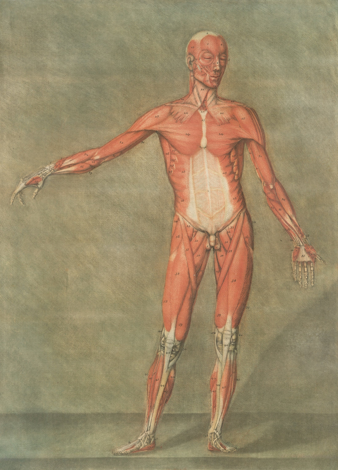 Anatomical drawing of human muscular system