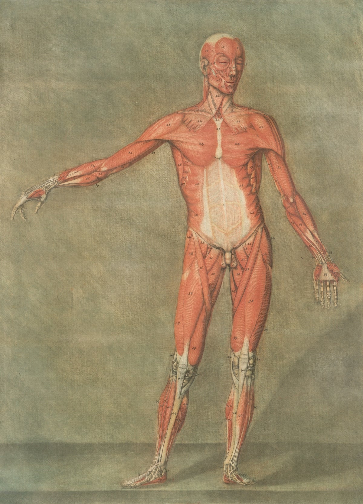 Anatomical drawing of human muscular system